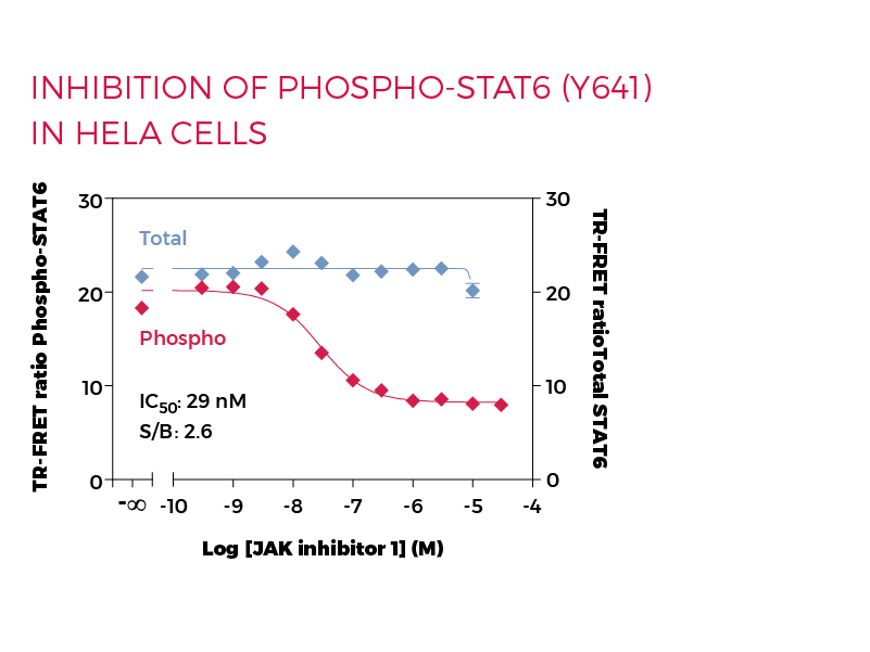 Inhibition of Phospho-STAT6 (Y641) in HeLa cells Inhibition of Phospho-STAT6 (Y641) in HeLa cells