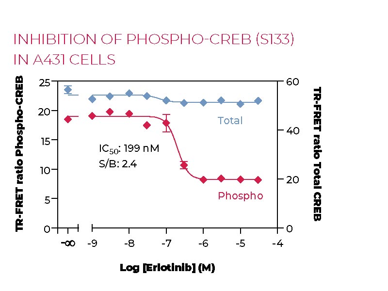 Inhibition of Phospho CREB (S133) in A431 cells Inhibition of Phospho CREB (S133) in A431 cells