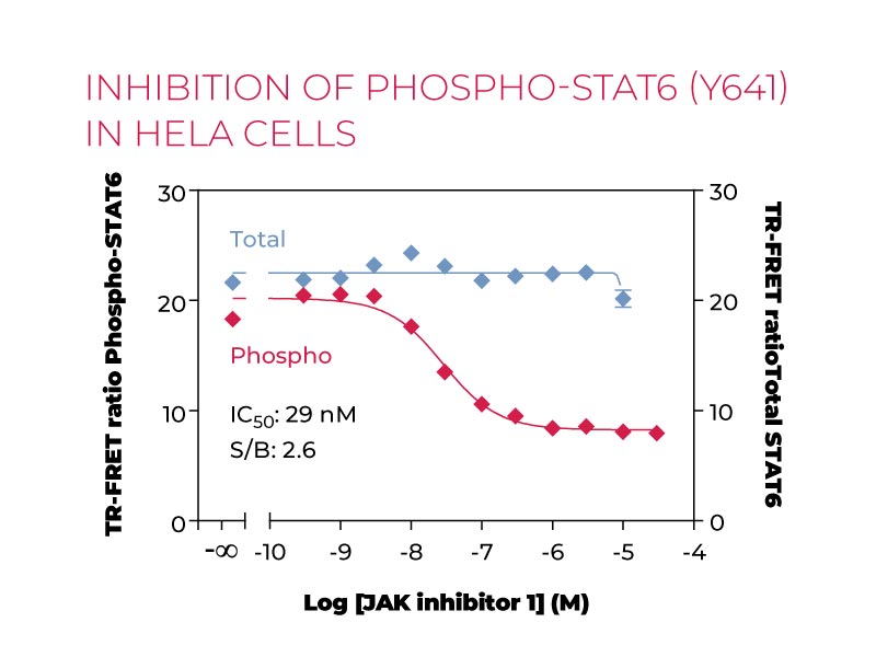 Treatment of HeLa cells with JAK Inhibitor 1 inhibits phosphorylation of STAT6 at Y641 by IL-4 but does not affect the levels of Total STAT6 Inhibition of Phospho-STAT6 (Y641) in Hela cells