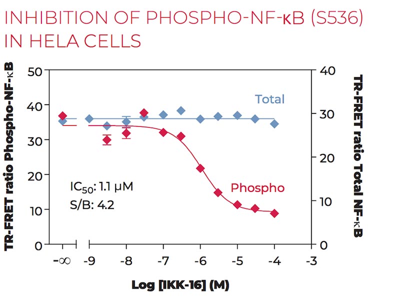 Inhibition of Phospho-NF-kB (S536) in HeLa cells Inhibition of Phospho-NF-kB (S536) in HeLa cells