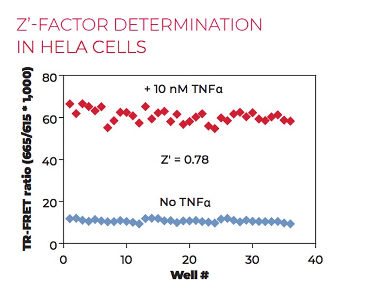 Z'-factor determination in HeLa cells Z'-factor determination in HeLa cells