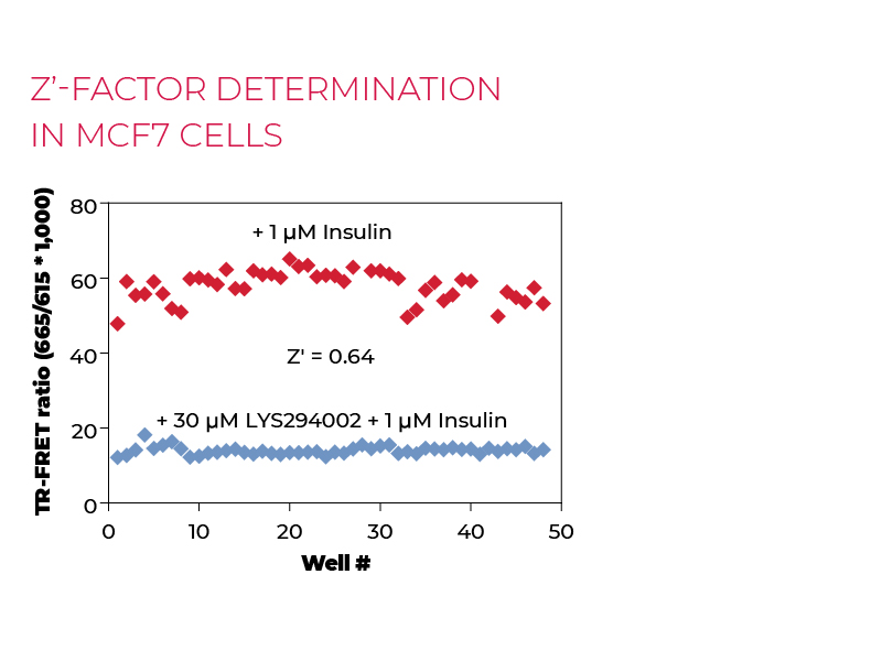Z'-factor determination in MCF7 cells Z'-factor determination in MCF7 cells