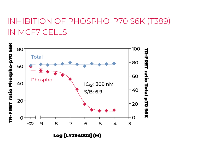 Stimulation of Phospho-P70 S6K (T389) in MCF7 cells Stimulation of Phospho-P70 S6K (T389) in MCF7 cells