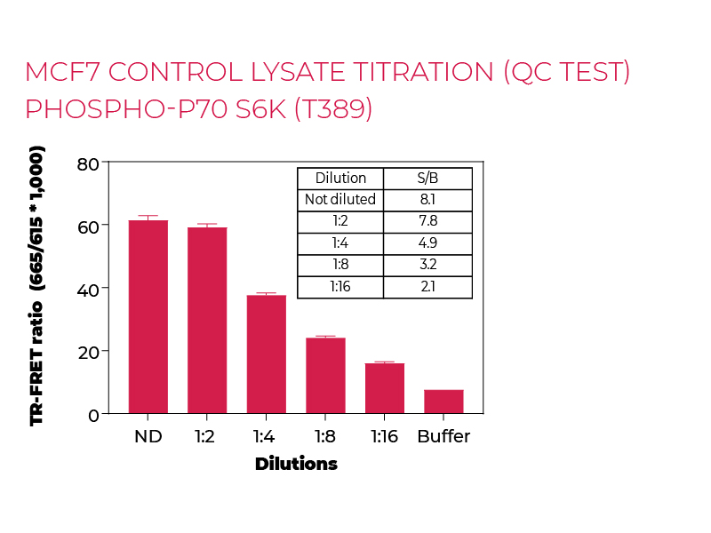 MCF7 control lysate titration (QC Test) Phospho-P70 S6K (T389) MCF7 control lysate titration (QC Test) Phospho-P70 S6K (T389)