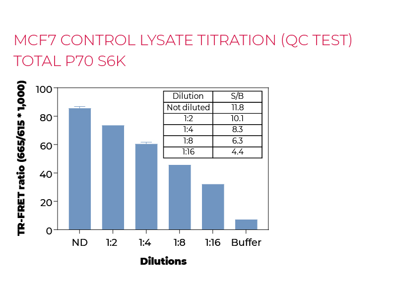 MCF7 control lysate titration (QC Test) total P70 S6K MCF7 control lysate titration (QC Test) total P70 S6K