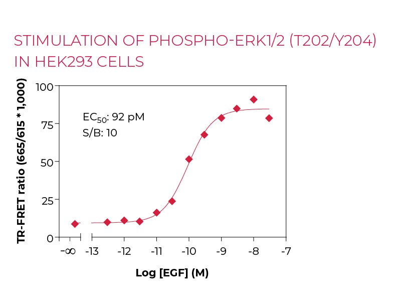 Stimulation of PHOSPHO-ERK1-2 (T202-Y204) in HEK293 cells Stimulation of PHOSPHO-ERK1-2 (T202-Y204) in HEK293 cells