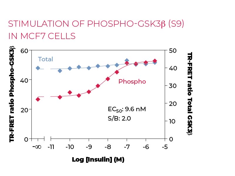 Stimulation of Phospho-GSK3β (S9) in MCF7 cells Stimulation of Phospho-GSK3β (S9) in MCF7 cells