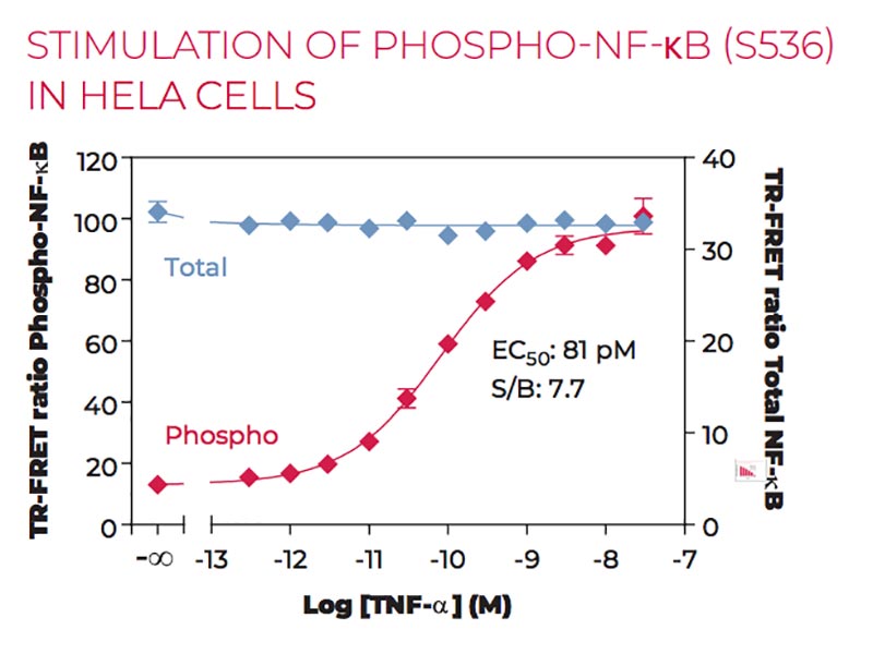 Stimulation of Phospho-NF-kB (S536) in HeLa cells Stimulation of Phospho-NF-kB (S536) in HeLa cells
