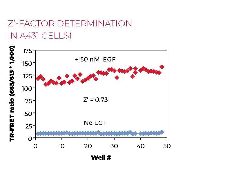 Z'-factor determination in A431 cells Z'-factor determination in A431 cells