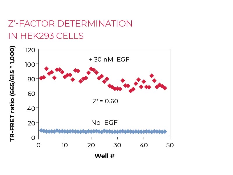 determination Z'-factor determination (QC Test) HEK293 cells