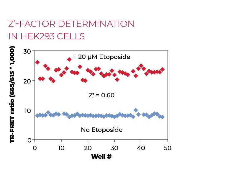 Z'-factor determination in HEK293 cells Z'-factor determination in HEK293 cells