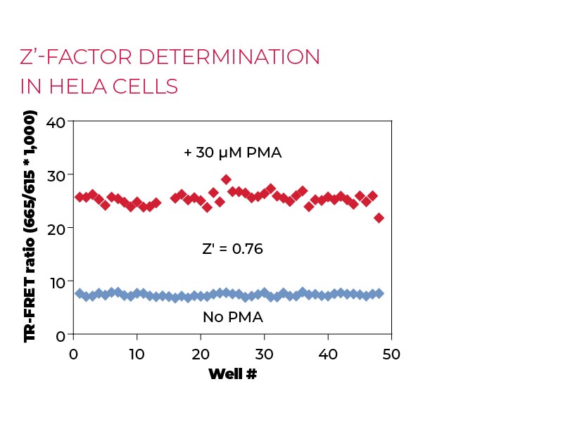 Z'-factor determination in HeLa cells Z'-factor determination in HeLa cells
