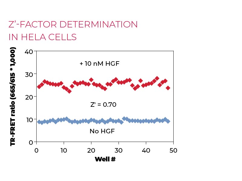 Z'-factor determination in HeLa cells Z'-factor determination in HeLa cells