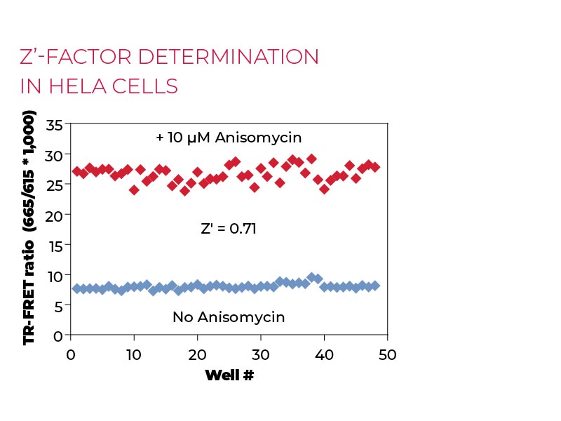 Z'-factor determination in HeLa cells Z'-factor determination in HeLa cells