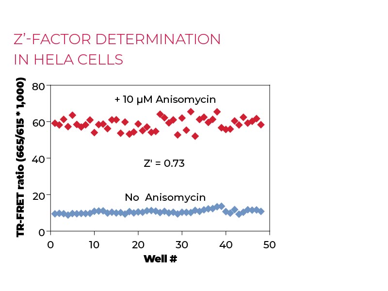 Z'-factor determination in HeLa cells Z'-factor determination in HeLa cells