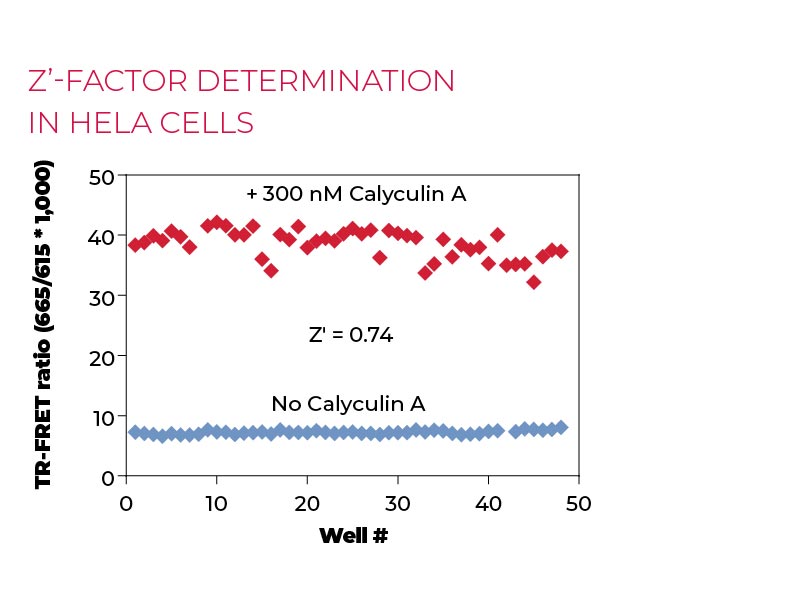 Z'-factor determination in Hela cells Z'-factor determination in Hela cells