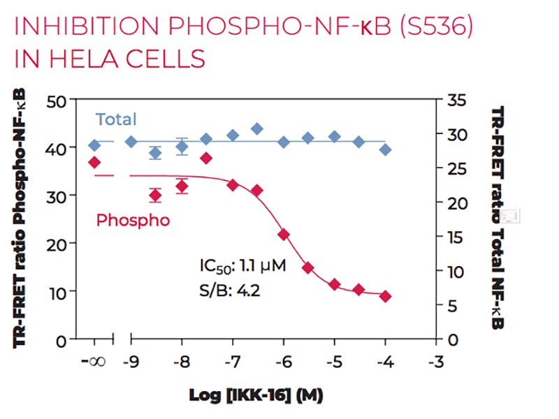 Inhibition of Phospho-NF-kB (S536) in HeLa cells Inhibition of Phospho-NF-kB (S536) in HeLa cells