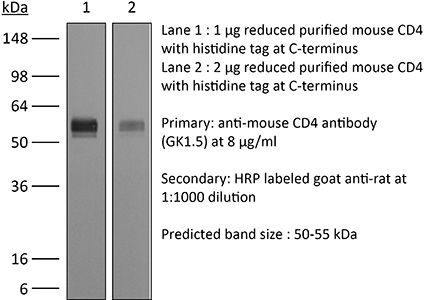 InVivoPlus anti-mouse CD4