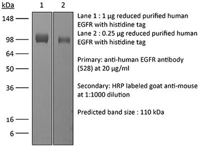 InVivoMAb anti-human EGFR