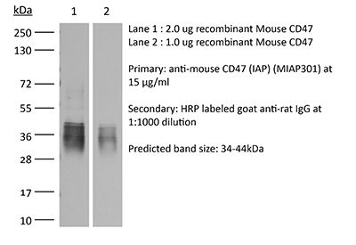 InVivoMAb anti-mouse CD47 (IAP)