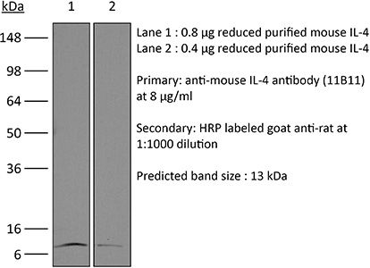 InVivoMAb anti-mouse IL-4