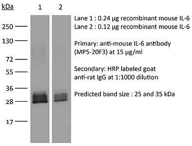 InVivoMAb anti-mouse IL-6