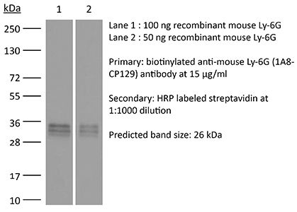 RecombiMAb anti-mouse Ly6G