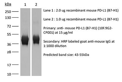 RecombiMAb anti-mouse PD-L1 (B7-H1) (D265A)
