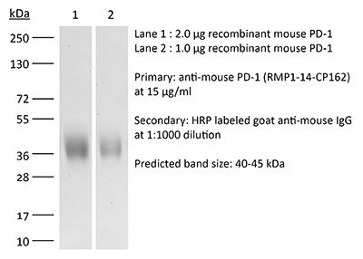 RecombiMAb anti-mouse PD-1 (CD279)