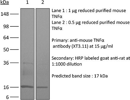 InVivoMAb anti-mouse TNFα