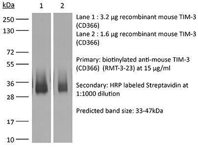 InVivoMAb anti-mouse TIM-3 (CD366)