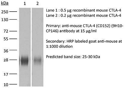 RecombiMAb anti-mouse CTLA-4 (CD152)
