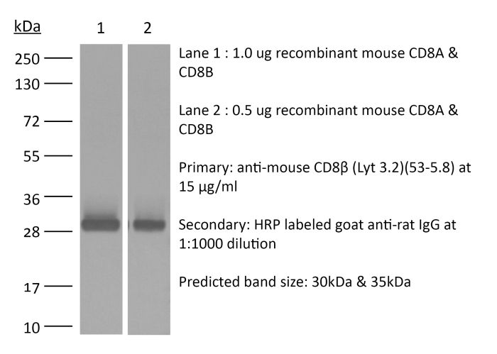 InVivoMAb anti-mouse CD8β (Lyt 3.2)