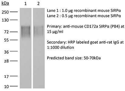InVivoMAb anti-mouse CD172a (SIRPα)