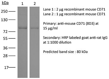 InVivoPlus anti-mouse CD71 (TfR1)
