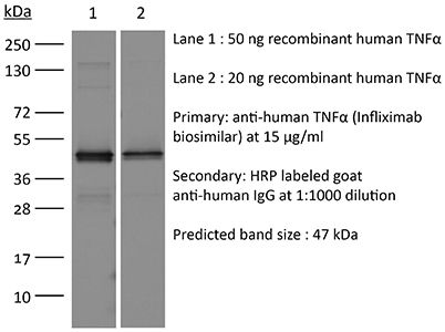 InVivoSIM anti-human TNFα (Infliximab Biosimilar)