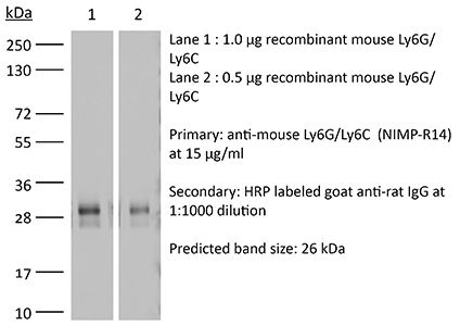 InVivoMAb anti-mouse Ly6G/Ly6C