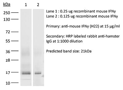 InVivoMAb anti-mouse IFNγ