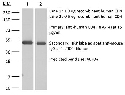 InVivoMAb anti-human CD4