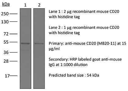 InVivoPlus anti-mouse CD20