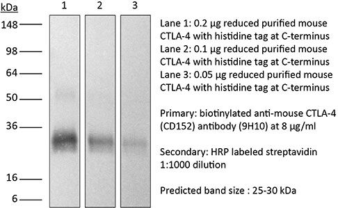 InVivoMAb anti-mouse CTLA-4 (CD152)