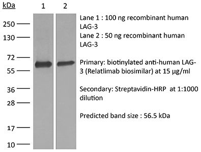 InVivoSIM anti-human LAG-3 (Relatlimab Biosimilar)