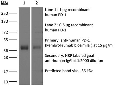 InVivoSIM anti-human PD-1 (Pembrolizumab Biosimilar)