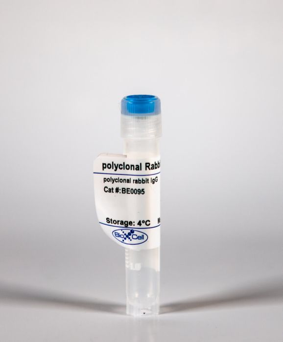 InVivoMAb polyclonal rabbit IgG