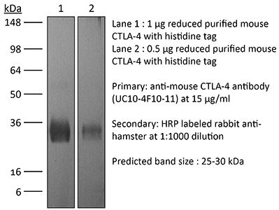 InVivoPlus anti-mouse CTLA-4 (CD152)