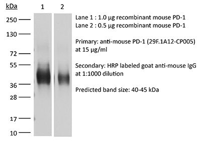 RecombiMAb anti-mouse PD-1 (CD279) (D265A)