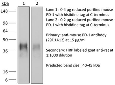 InVivoMAb anti-mouse PD-1 (CD279)