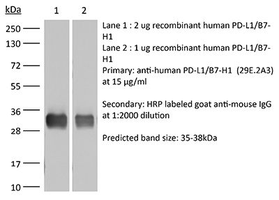 InVivoMAb anti-human PD-L1 (B7-H1)