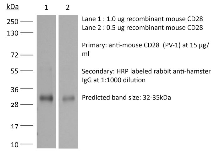 InVivoMAb anti-mouse CD28