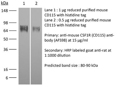 InVivoPlus anti-mouse CSF1R (CD115)